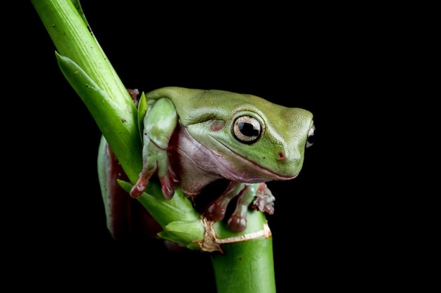 Dumpy frog litoria caerulea on leaves dumpy frog on branch