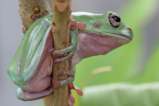 写真 緑の葉のゴツゴツしたカエルlitoriacaerulea枝のアマガエルのダンピーカエル両生類のクローズアップの枝のカエル