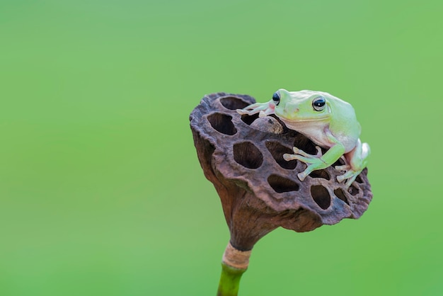 кусковая лягушка на цветке лотоса на зеленом фоне