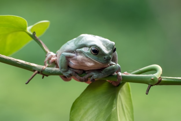 Dumpy frog on a tree branch