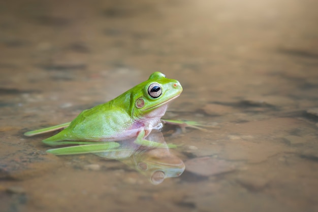 Dumpy frog tree staying in water