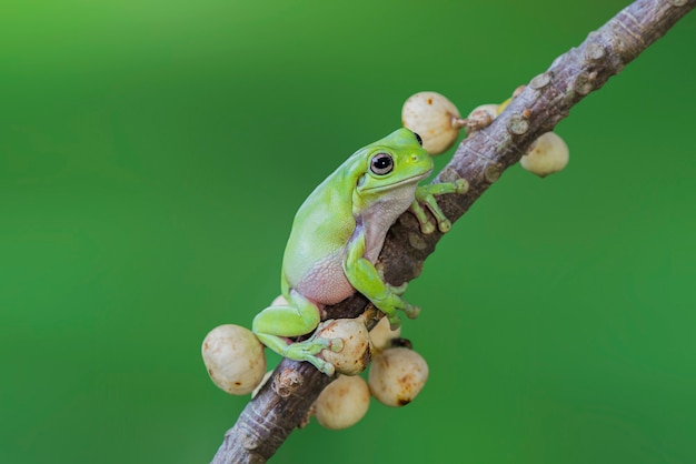 dumpy frog on a twigs on a green background