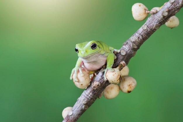 緑の背景の小枝にダンピーカエル