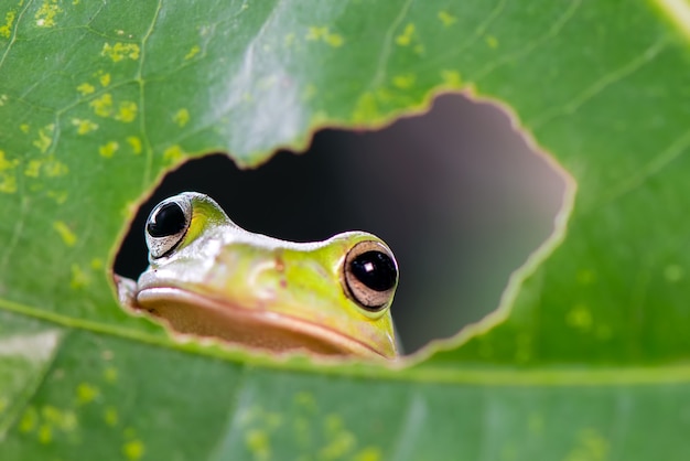 dumpy frog on a twigs on a green background