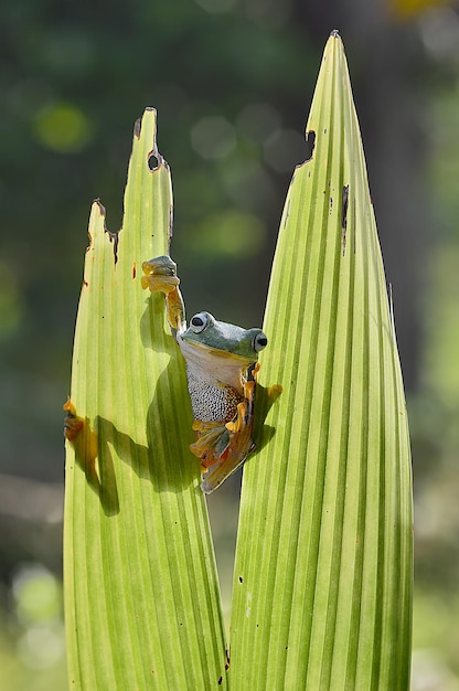 Dumpy Frog on twigs