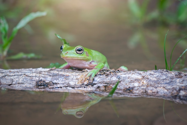 水の上のゴツゴツしたカエル