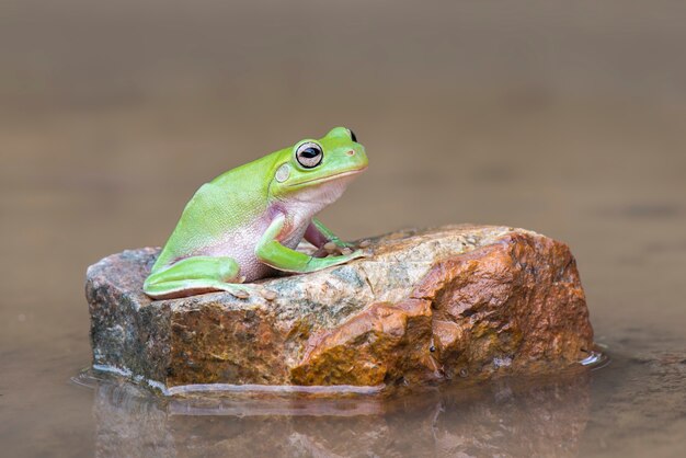 Dumpy frog in water  at  tropical garden