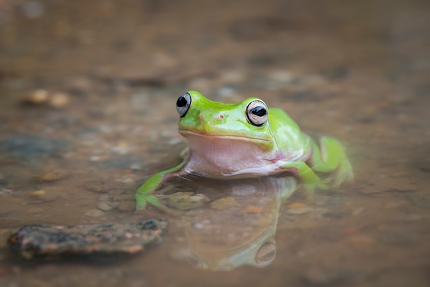 Dumpy frog in water  at  tropical garden