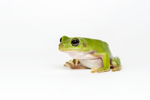 Photo dumpy frog on white background