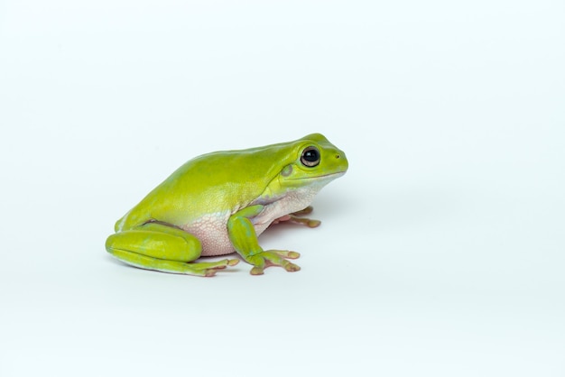 dumpy frog on white background