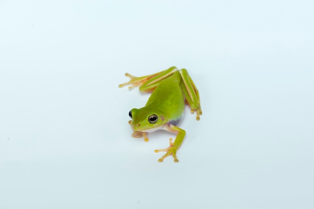 dumpy frog on white background