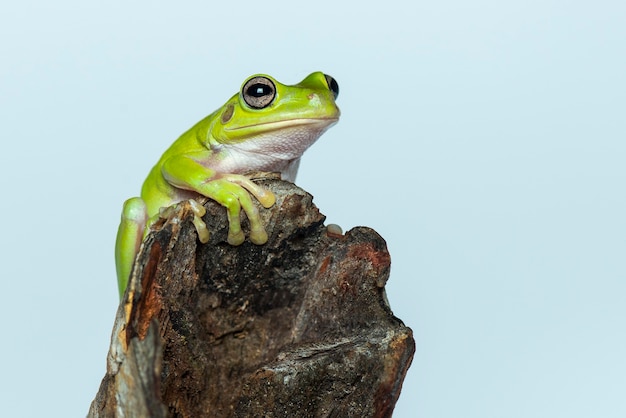 dumpy frog on white background