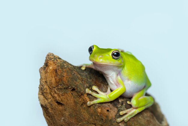 白い背景の上のゴツゴツしたカエル