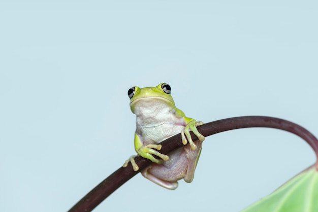 dumpy frog on white background