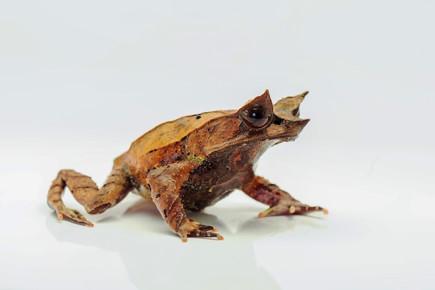 Dumpy frog on white background