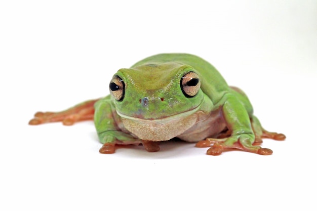 Photo dumpy frog on white