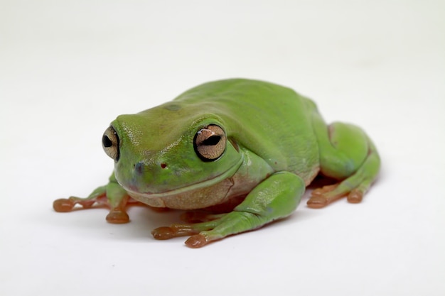 Photo dumpy frog on white