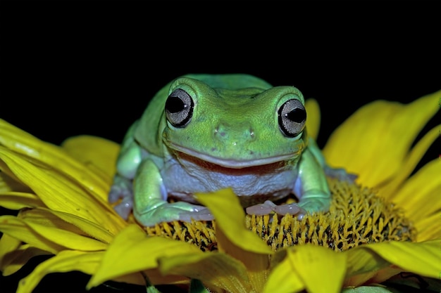 Dumpy kikker litoria caerulea op groene bladeren dumpy kikker op bloem boomkikker op tak amfibie close-up