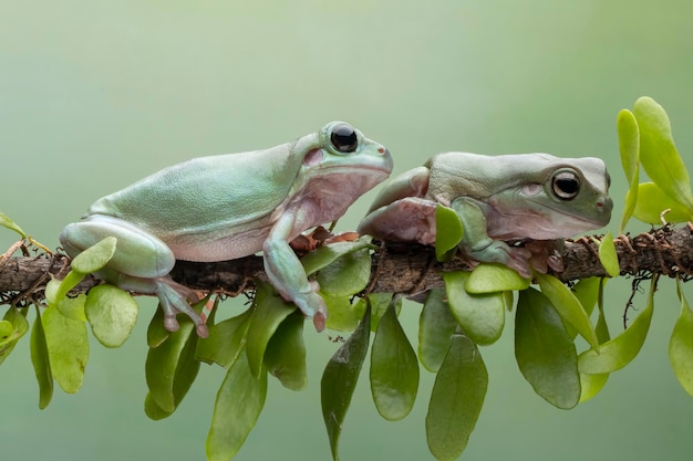 Dumpy kikker litoria caerulea op tak