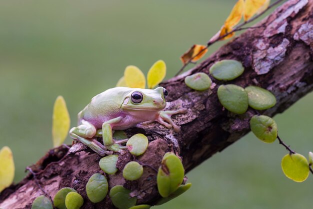 dumpy kikker op blad in tropische tuin