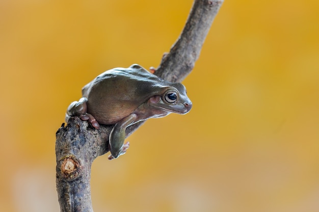 dumpy kikker op blad in tropische tuin