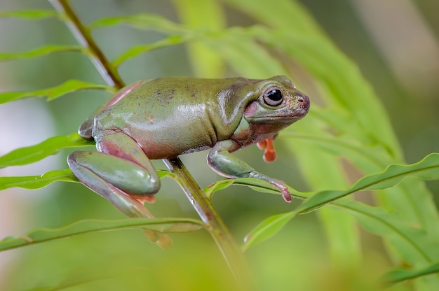 dumpy kikker op blad in tropische tuin