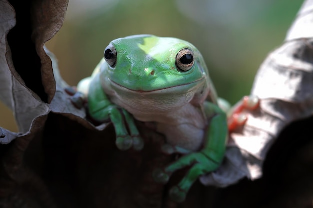 Dumpy kikker op groene droge bladeren australische witte boomkikker