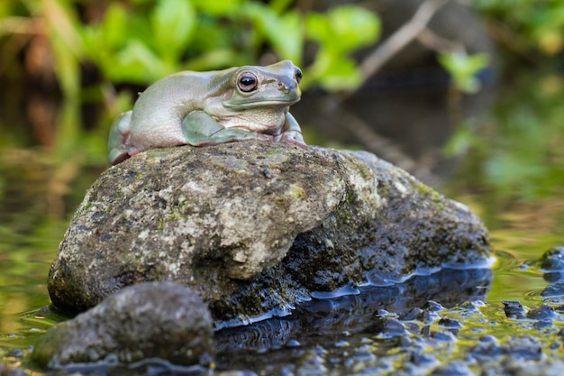 dumpy tree frog or White's tree frog on the wildlife