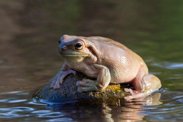 dumpy tree frog or White's tree frog on the wildlife