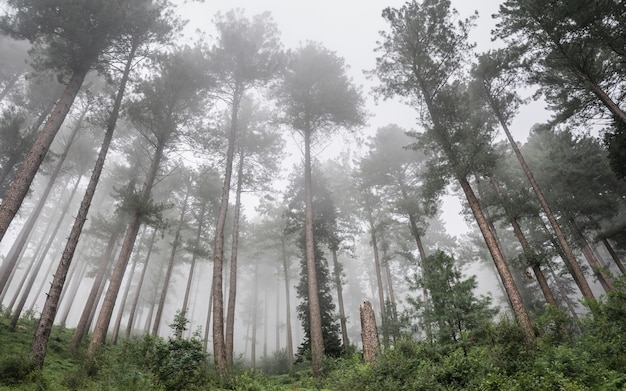 Dun en hoog hout behang