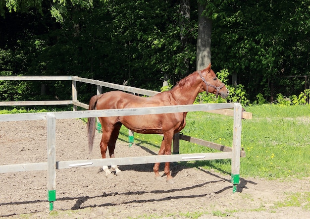 Dun horse grazing in the paddock behind a wooden fence