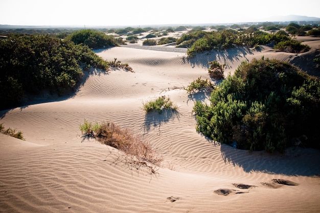 Dunas del desierto con ondasdesert dune con le onde