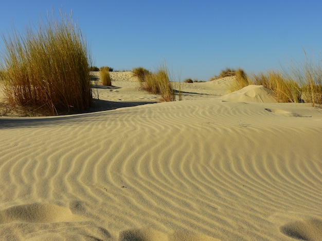 Foto dunas vegetacin y cielo azul