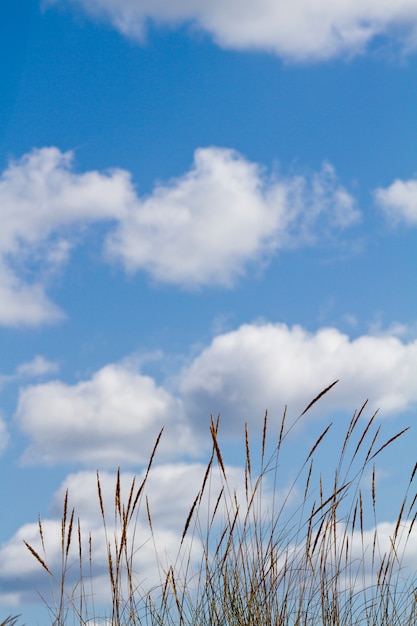 Foto dune flora landschap