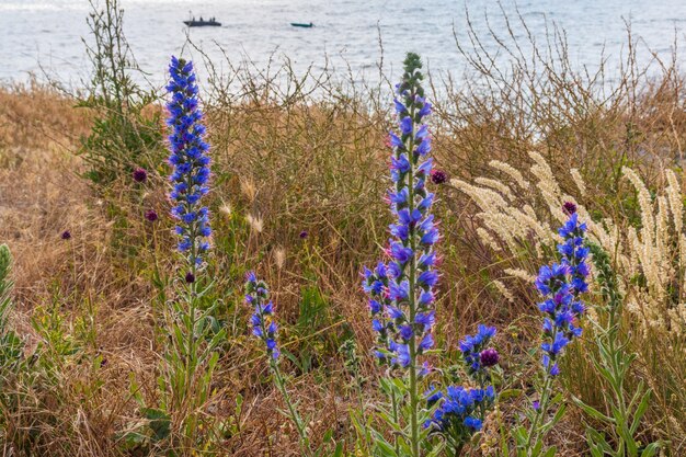 Foto l'erba delle dune soffia nel vento sul mare