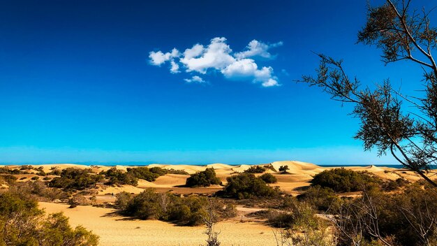 Dune landscape