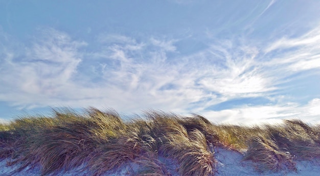 Dune Landscape