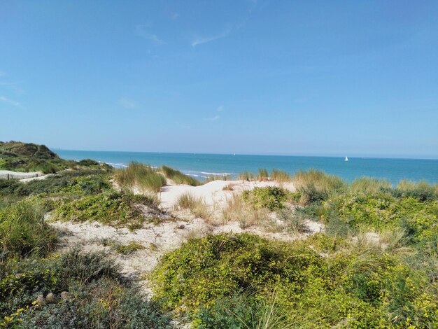 Dunes de flandres