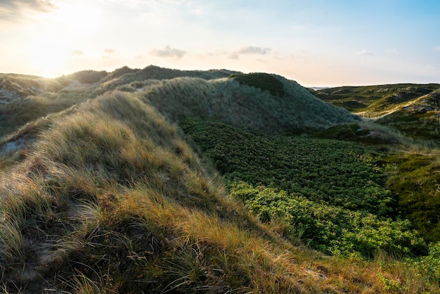 日の出のズィルト島の草とバラの茂みのある砂丘の風景