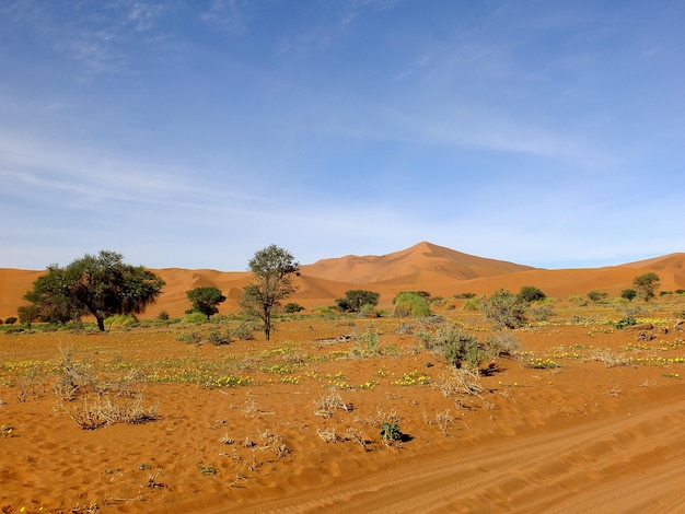 Дюны в пустыне Намиб Sossusvlei Namibia