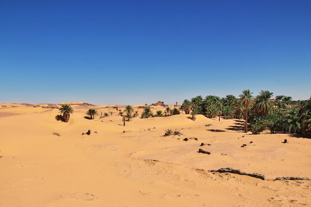 Dunes of sands in Sahara desert