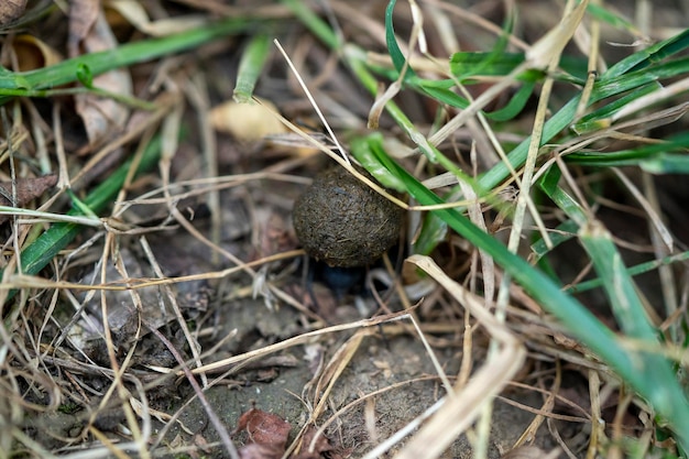 Dung beetle close up