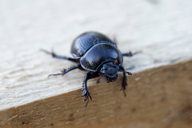 Dung beetle crawling on a wooden board.