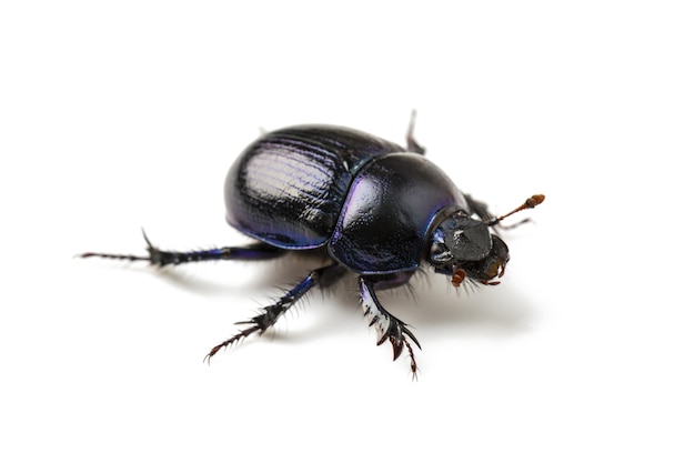 Scarabeo stercorario viola nero su sfondo bianco