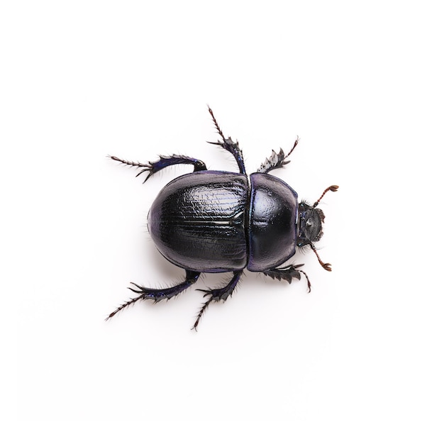 Dung Beetle violet black on white background