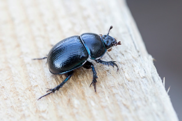 Dung beetle on a wooden surface.