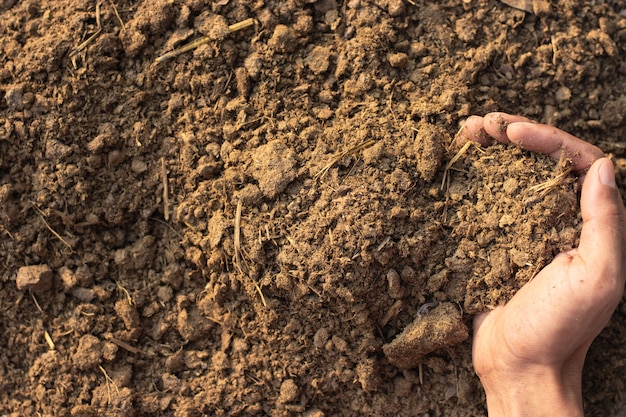 Dung or manure for planting.