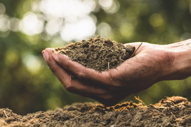 Dung or manure for planting.