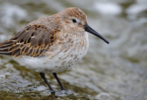 Dunlin Calidris alpina close up