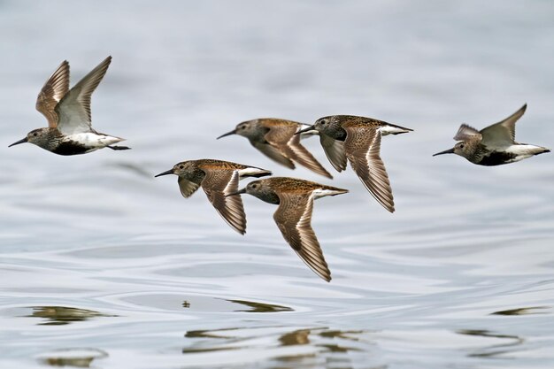 Чернозобик Calidris alpina